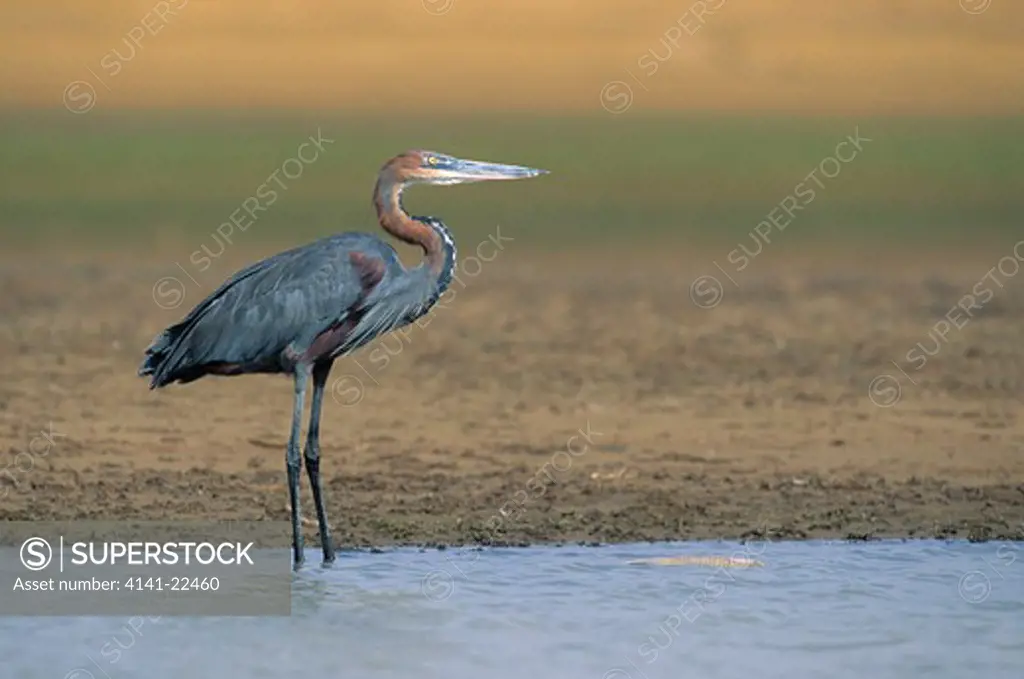 goliath heron at water's edge ardea goliath transvaal, south africa