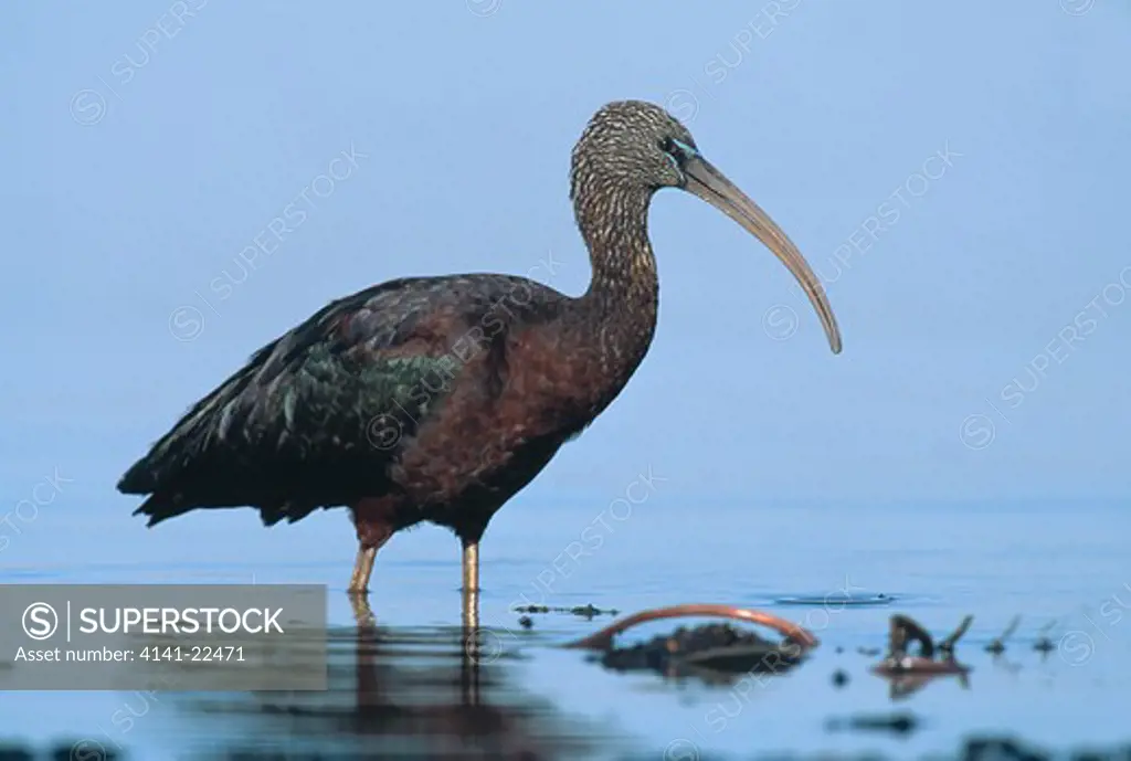 glossy ibis plegadis falcinellus kwazulu-natal, south africa 