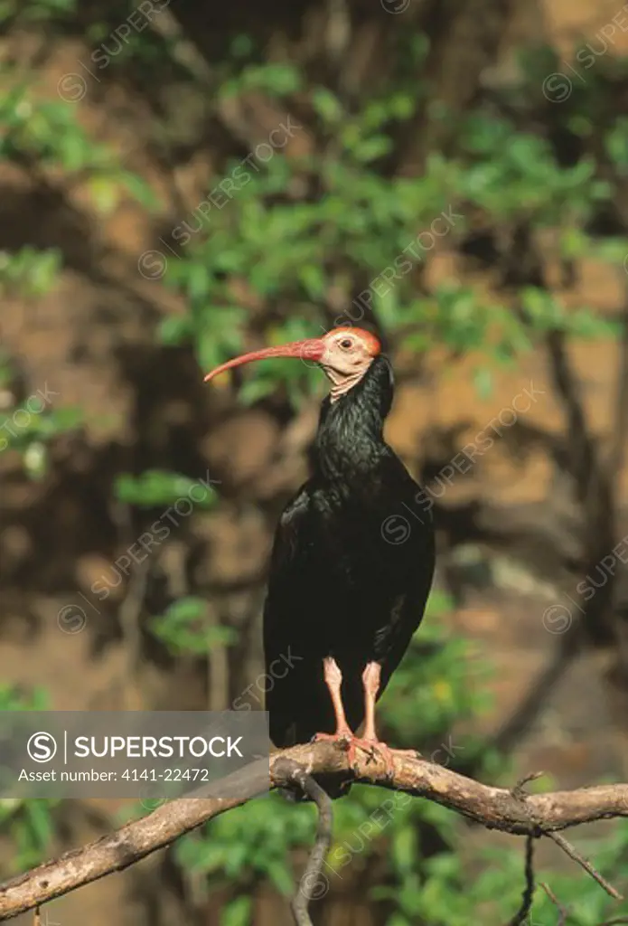 southern bald ibis on branch geronticus calvus natal, south africa 