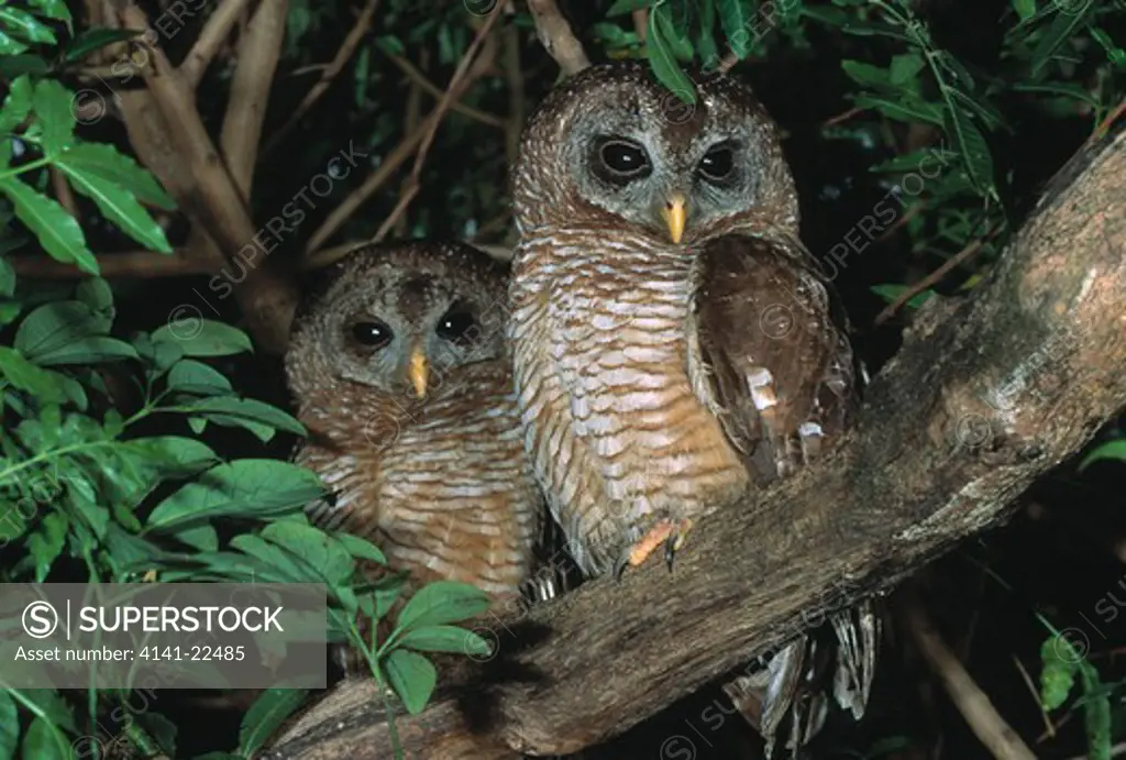 wood owl strix woodfordii cape province, south africa 
