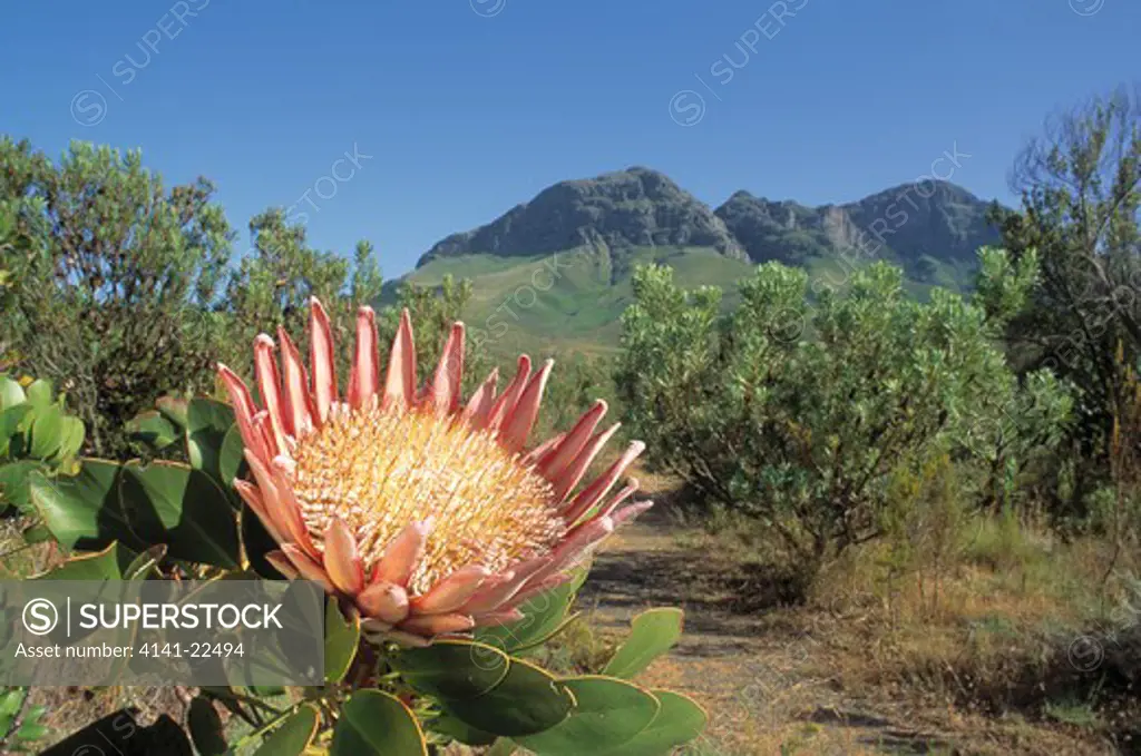 king protea protea cynaroide helderberg, west cape, south africa