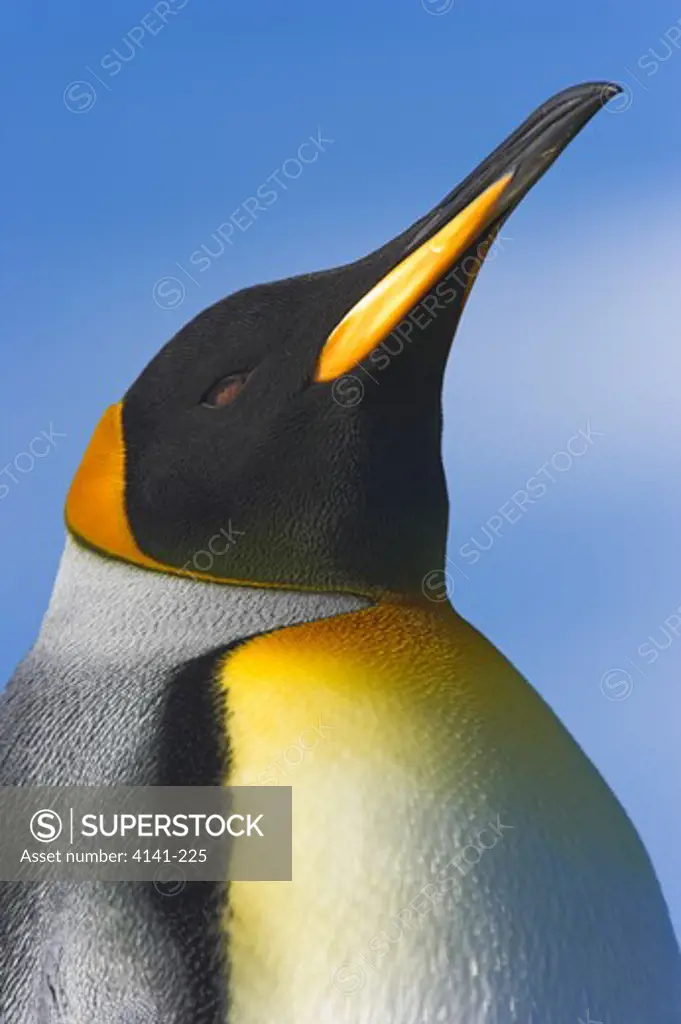 king penguin close up aptenodytes patagonicus falkland islands