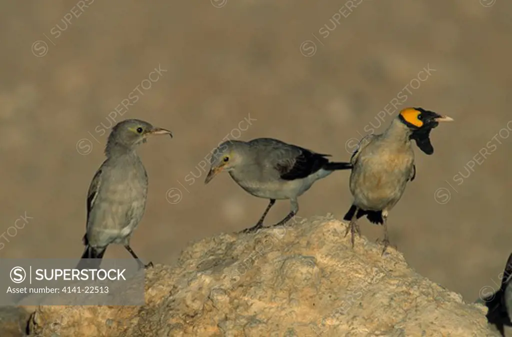 wattled starling creatophora cinerea male (right) & two females kalahari, southern africa 