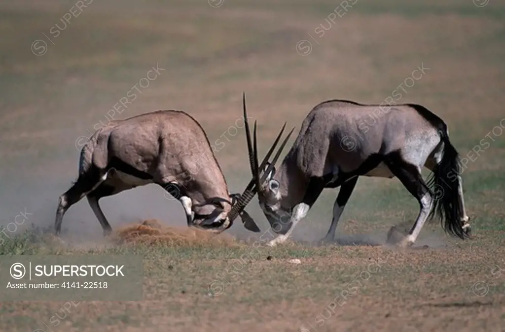 gemsbok two fighting oryx gazella kalahari, africa 