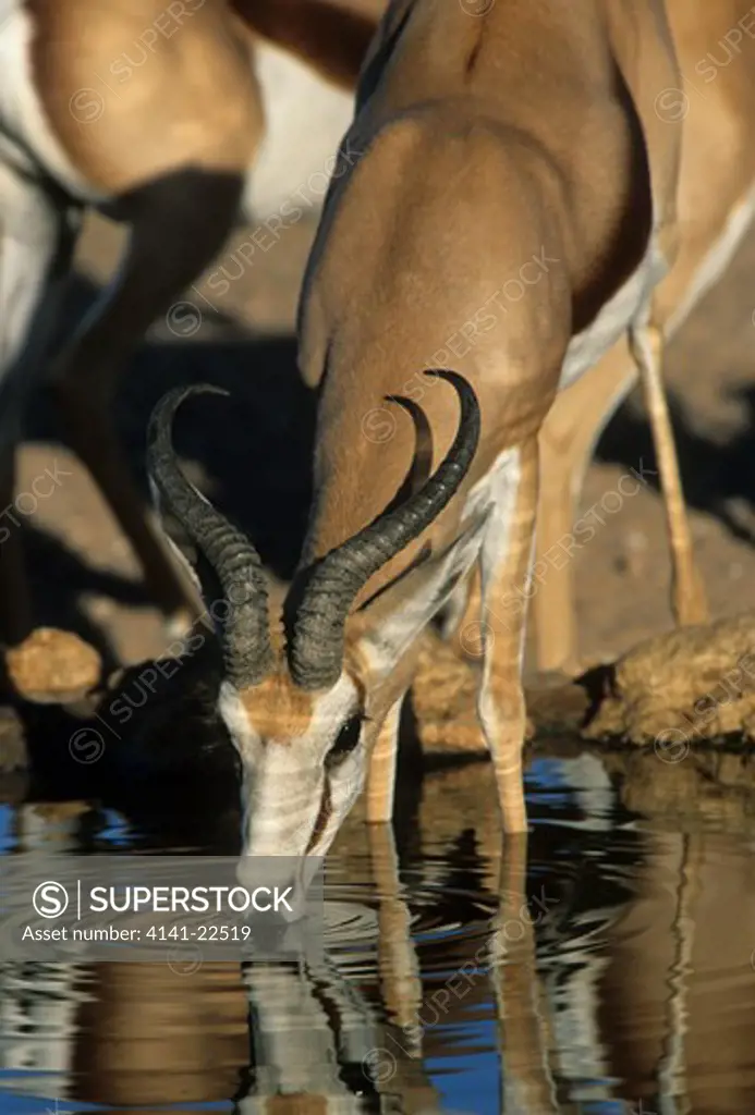 springbok drinking antidorcas marsupialis kalahari, south africa