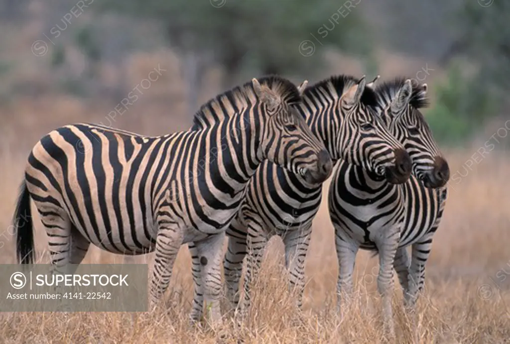 burchell's or plains zebra group equus burchelli satara, kruger national park, south africa