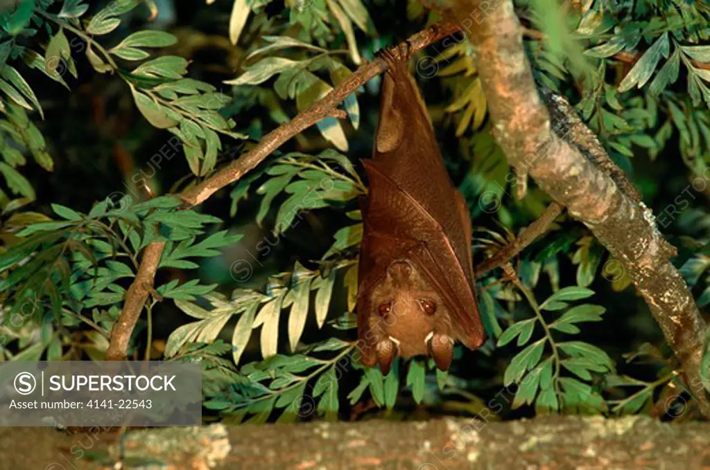 peter's epauletted fruit bat epomophorus crypturus natal, south africa