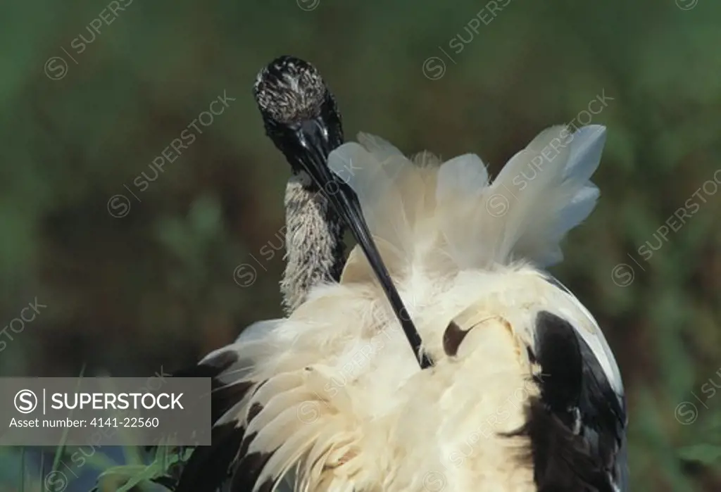 sacred ibis preening threskiornis aethiopicus transvaal, south africa 