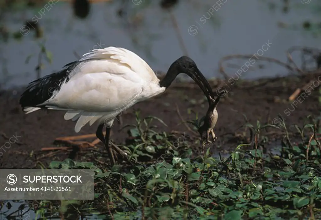 sacred ibis threskiornis aethiopicus catching frog natal, south africa 