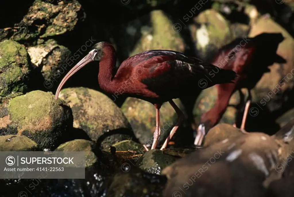 glossy ibis plegadis falcinellus natal