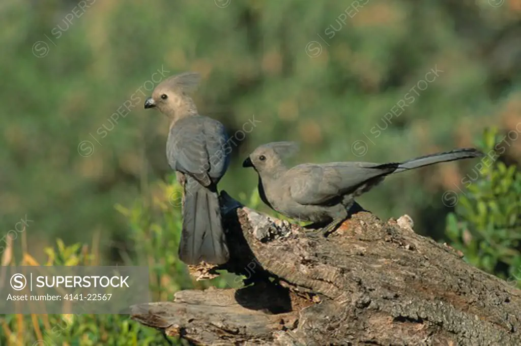 grey louries or go-away birds corythaixoides concolor kruger national park, south africa