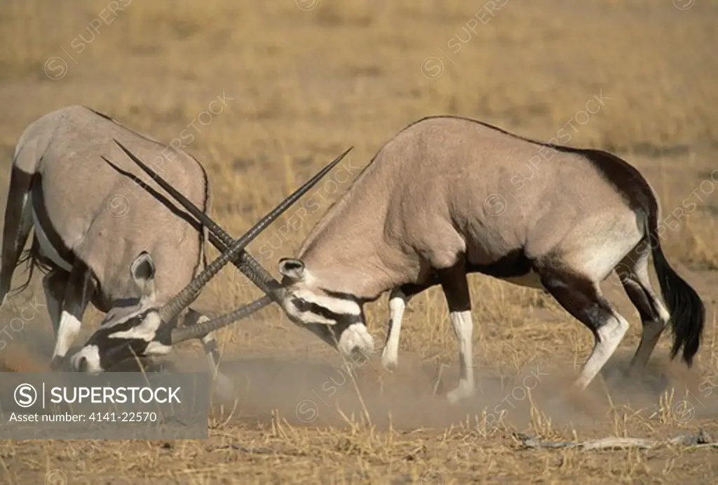 gemsbok two males fighting oryx gazella kalahari, southern africa 