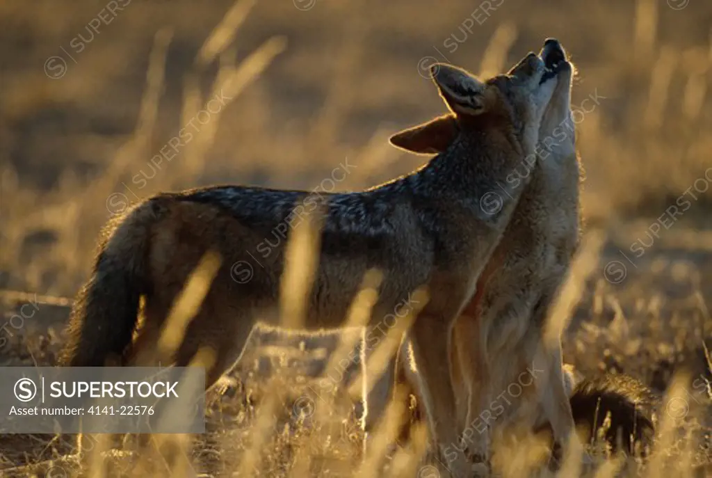 blackbacked jackals canis mesomelas play-fighting. kalahari, africa 
