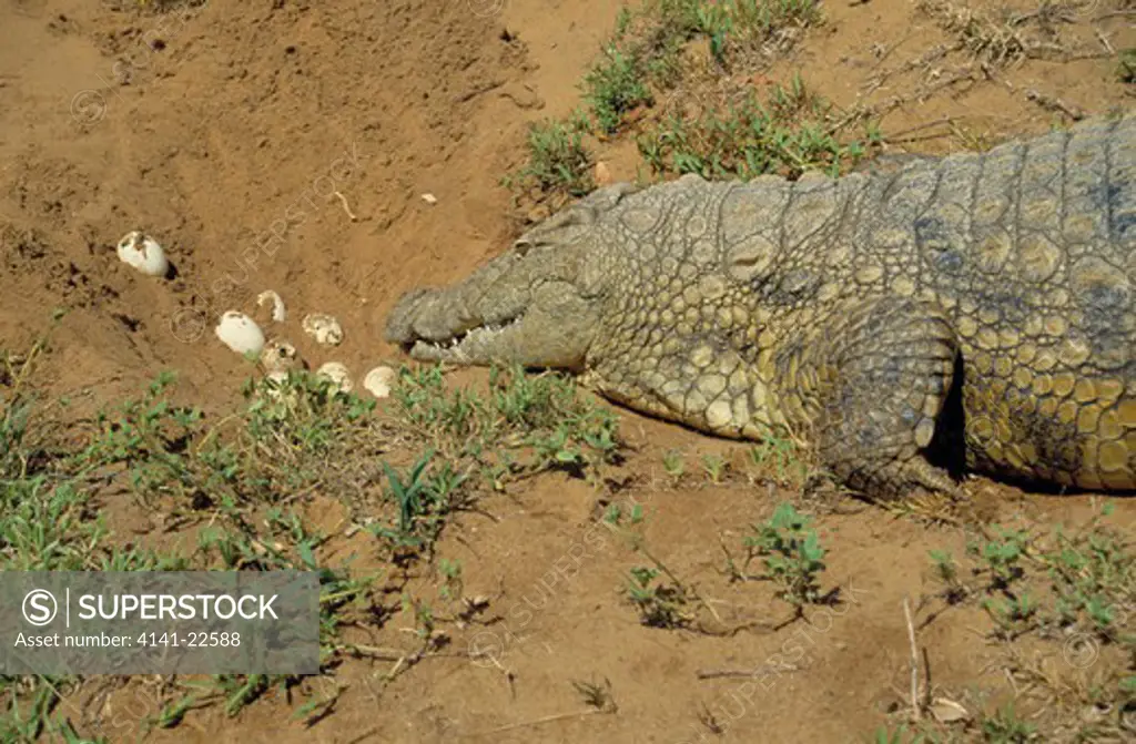 nile crocodile female crocodylus niloticus at nest with eggs. lake saint lucia, kwazulu-natal, south africa.