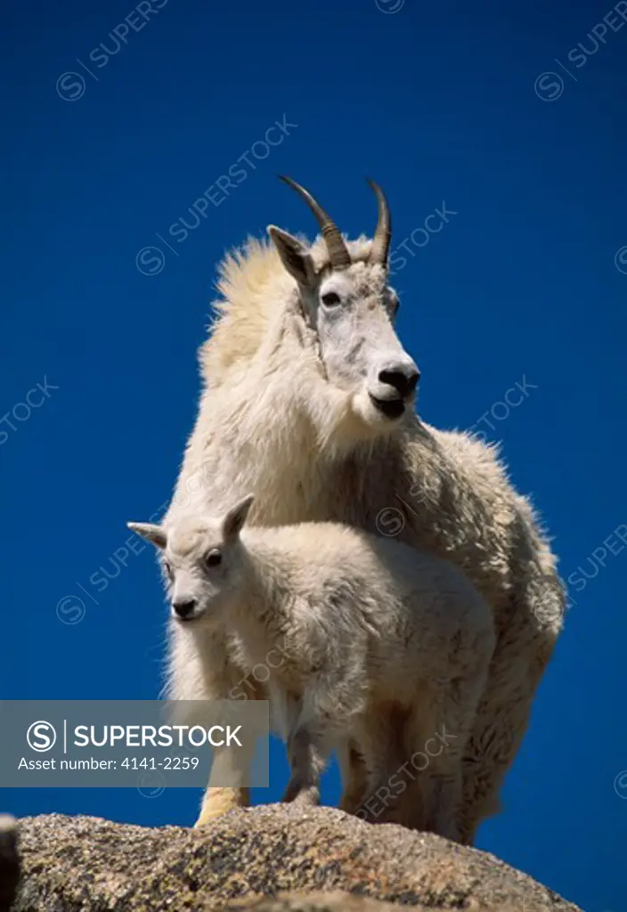 mountain goat & kid oreamnos americanus mt evans, colorado, usa 