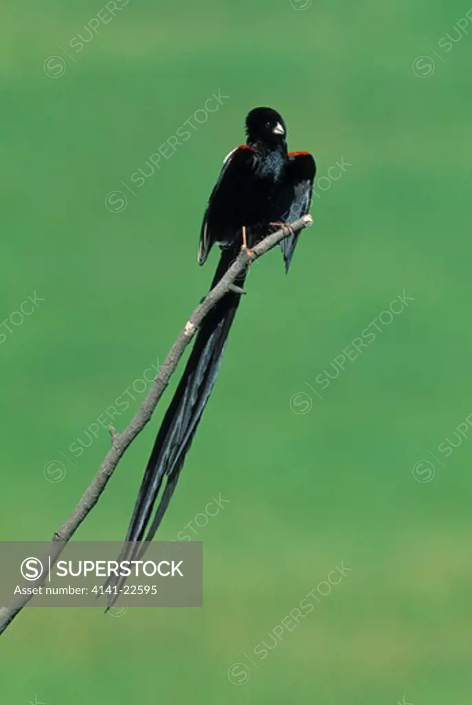 longtailed widowbird euplectes progne male displaying natal, south africa 