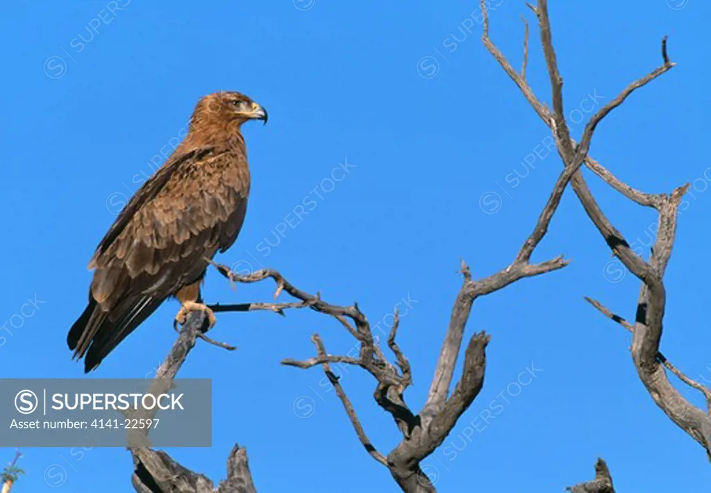 tawny eagle perched on branch aquila rapax kalahari, southern africa 