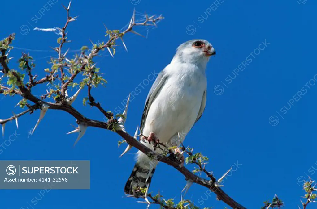 pygmy falcon polihierax semitorquatus kalahari, africa