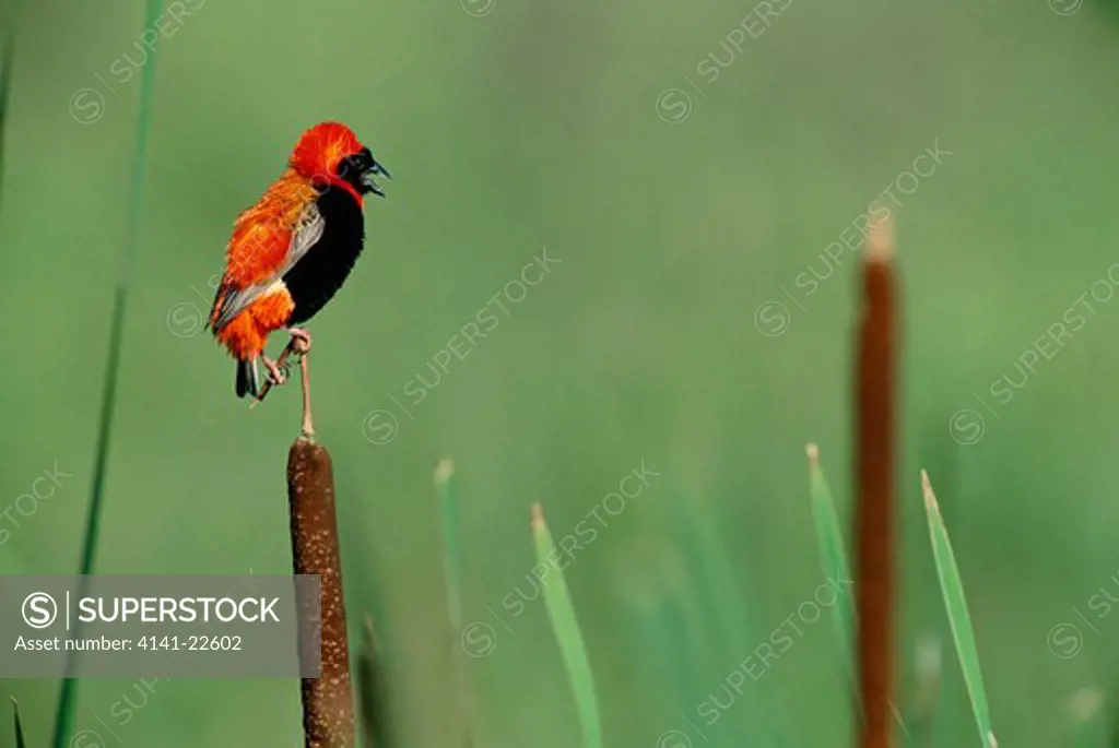 red bishop bird male euplectes orix natal, south africa