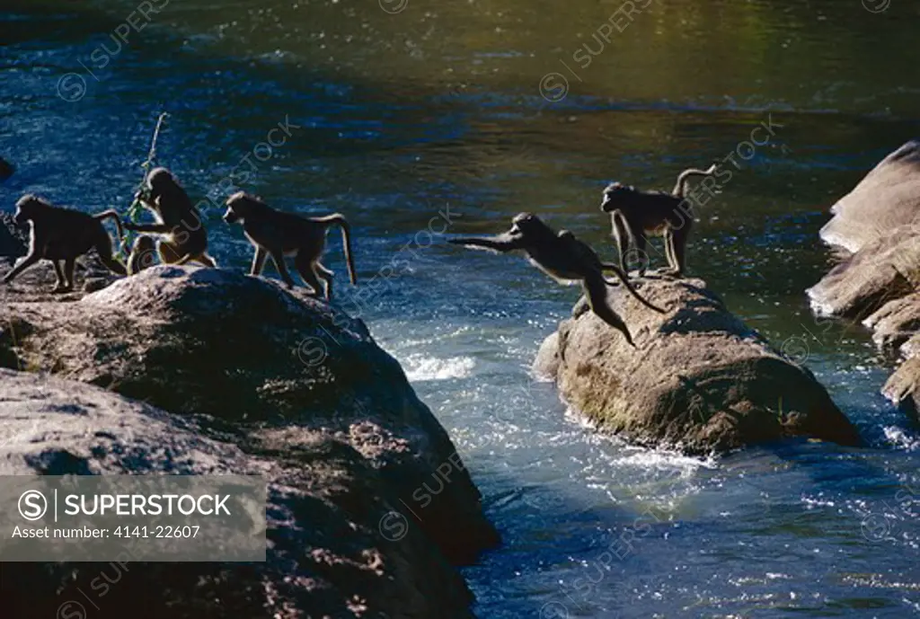 chacma baboons crossing river papio ursinus kruger national park, south africa