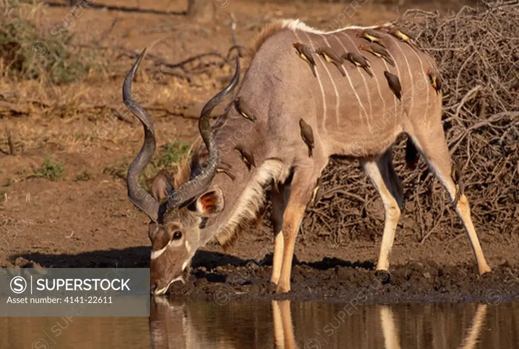 greater kudu male drinking tragelaphus strepsiceros with several oxpeckers on coat kruger national park, south africa 