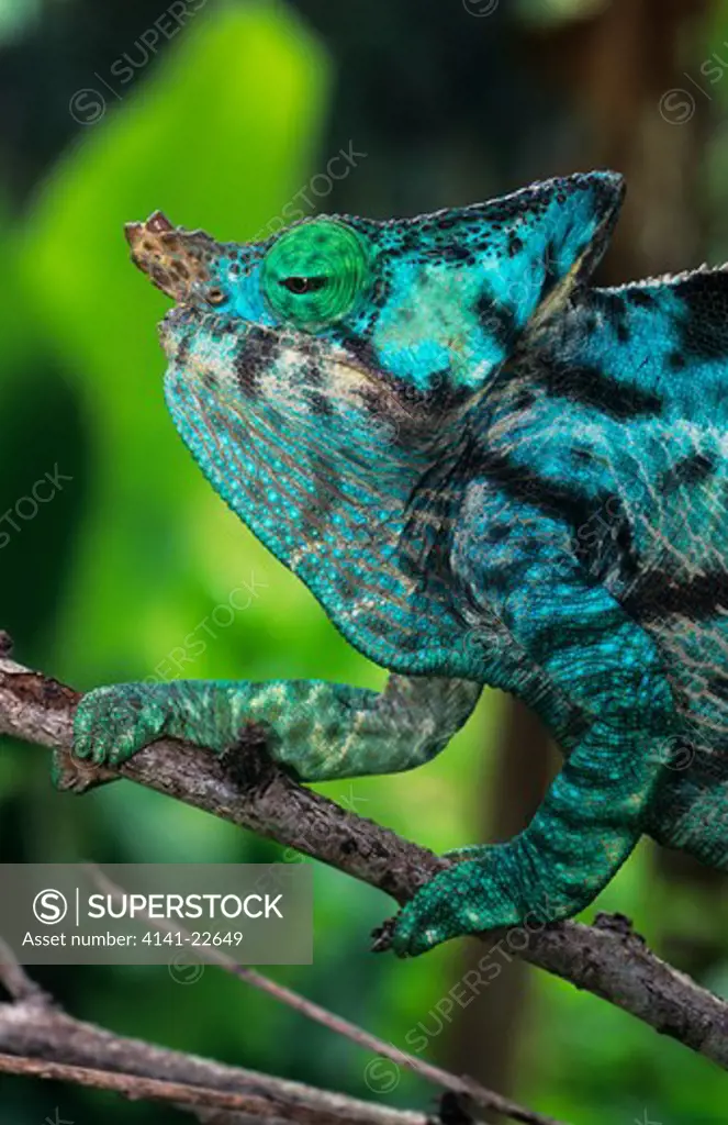 parson's chameleon head detail chamaeleo parsonii perinet reserve, eastern madagascar 