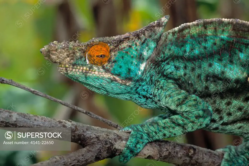 parson's chameleon calumma or chamaeleo parsonii perinet reserve, madagascar