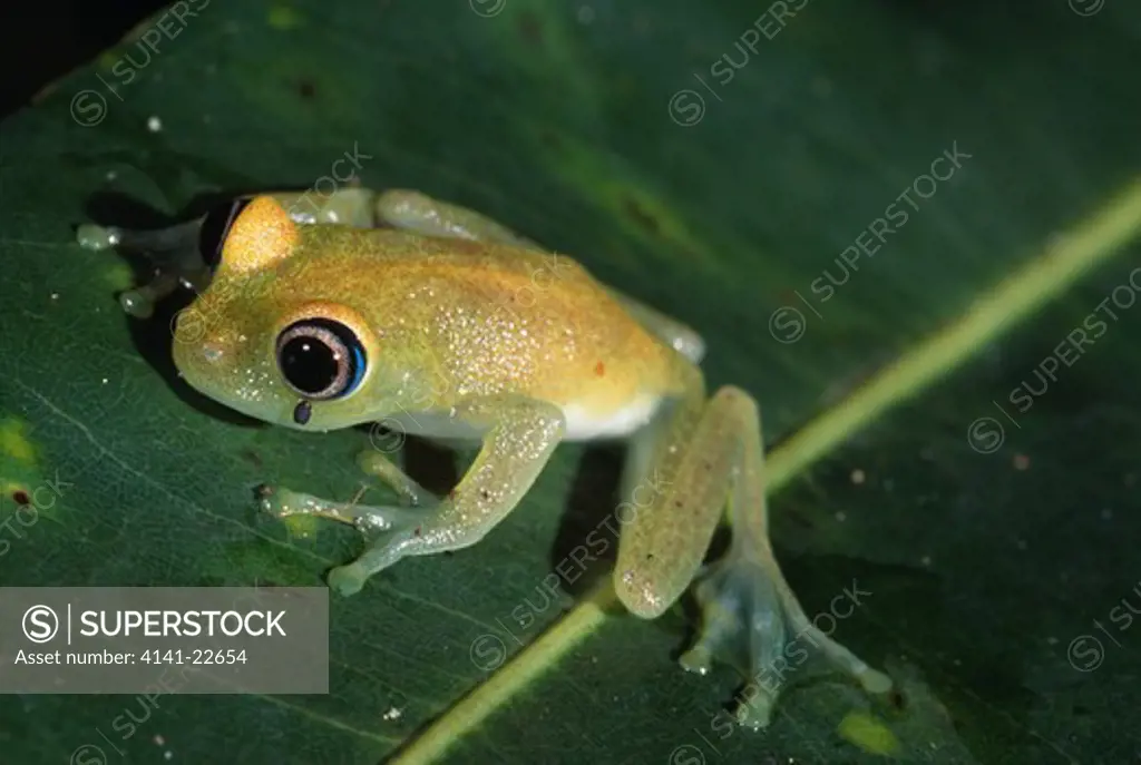 reed frog boophis luteus madagascar 