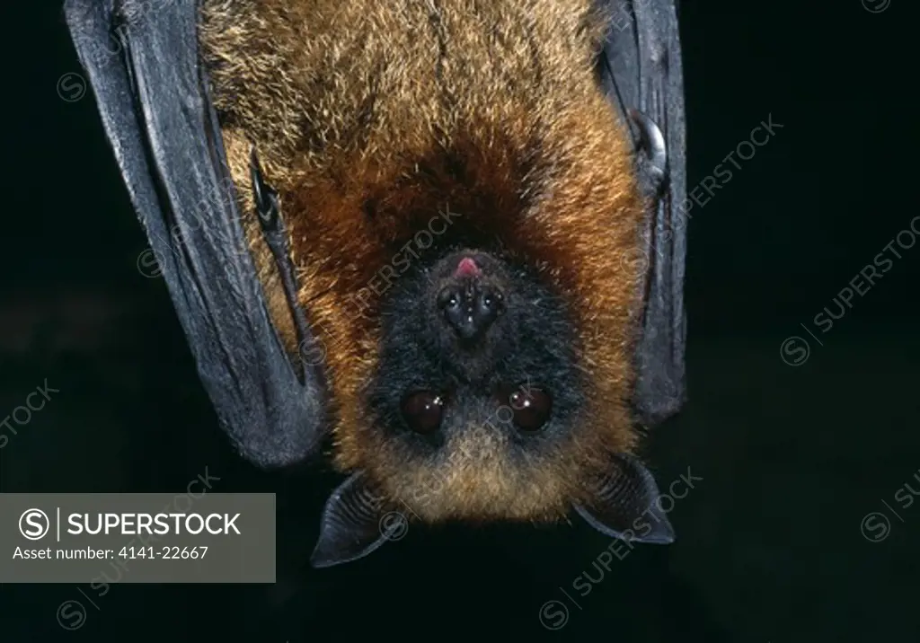 madagascar fruit bat head detail pteropus rufus native to madagascar