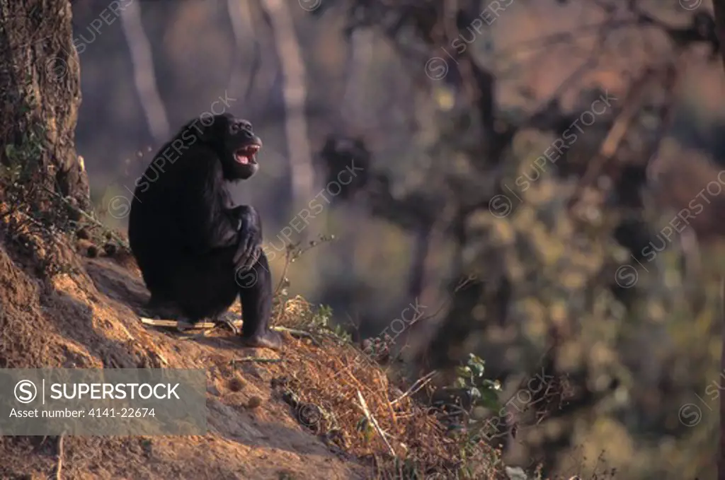 chimpanzee mature male pan troglodytes yawning, northern zambia.