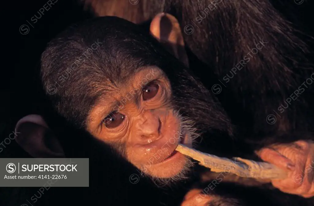 chimpanzee young pan troglodytes northern zambia