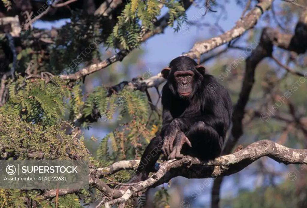 chimpanzee pan troglodytes northern zambia, africa