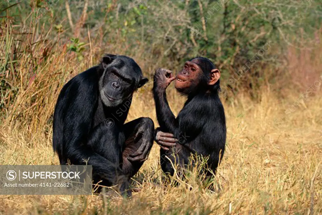 chimpanzees old female pan troglodytes & adolescent male zambia