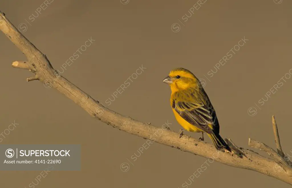 yellow canary serinus flaviventris kalahari