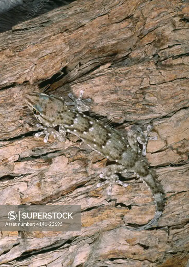 bibron's thick-toed gecko pachydactylus bibroni kalahari, southern africa 