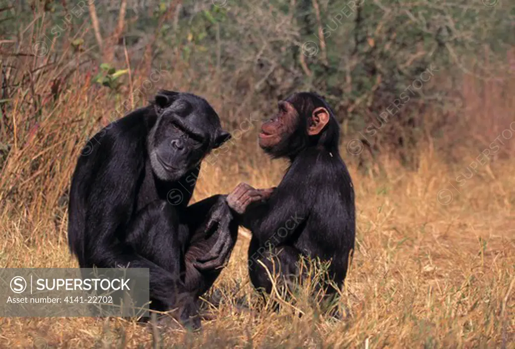 chimpanzees pan troglodytes northern zambia