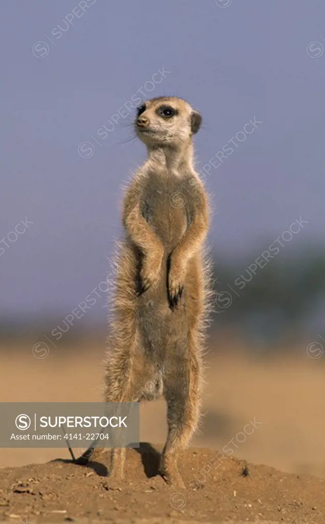 meerkat or suricate suricata suricatta sentry, kalahari gemsbok np, south africa