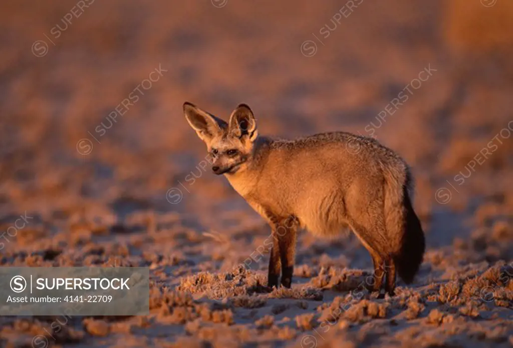 bat-eared fox otocyon megalotis kalahari, southern africa 
