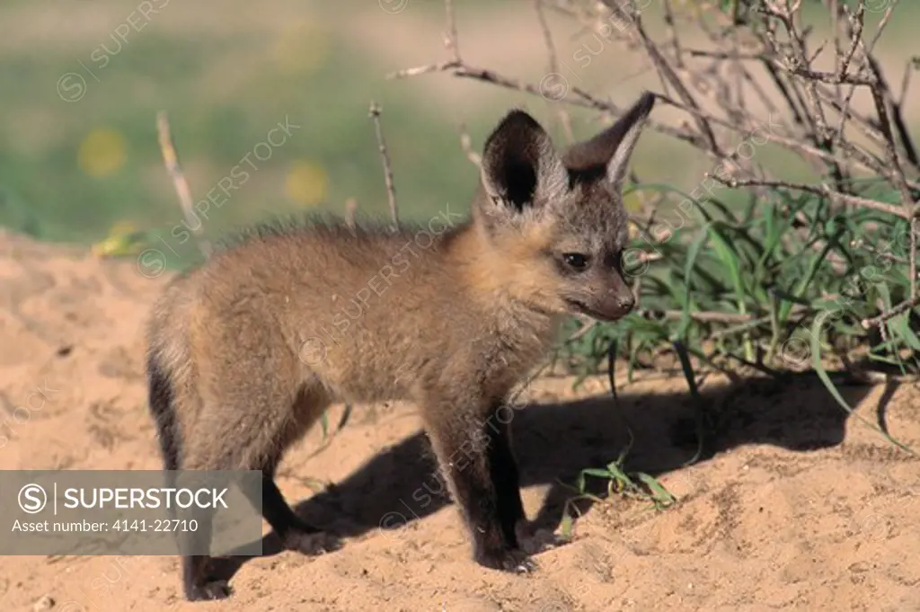 bat-eared fox young otocyon megalotis kalahari
