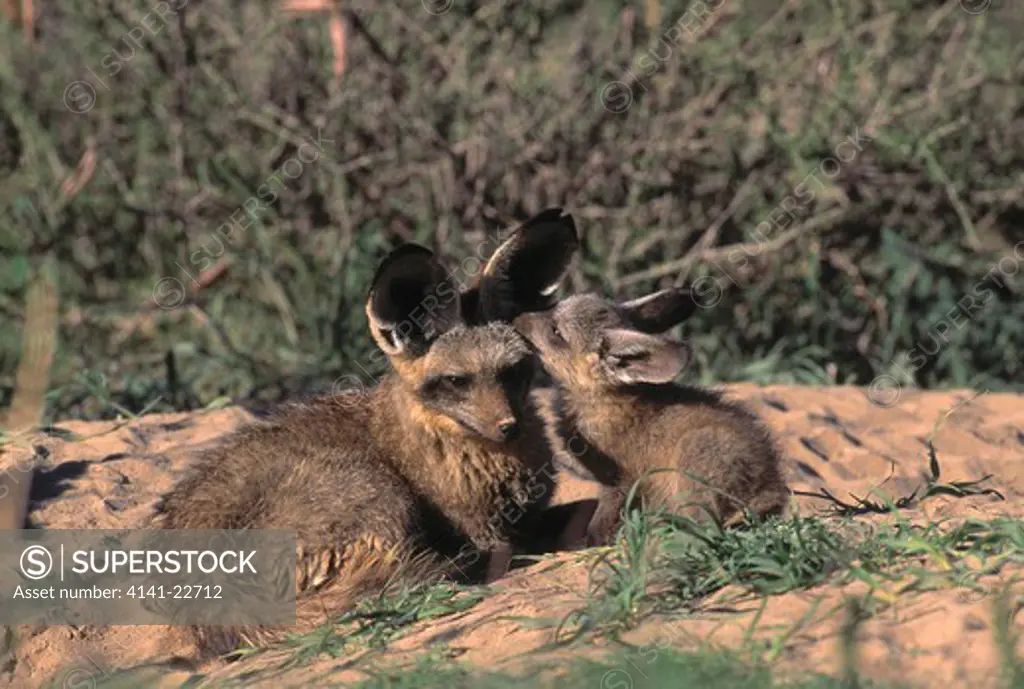 bat-eared fox & young otocyon megalotis kalahari