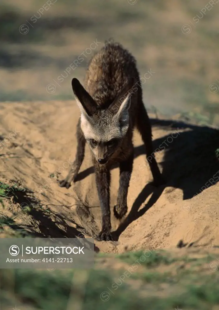 bat-eared fox digging burrow otocyon megalotis kalahari, southern africa 