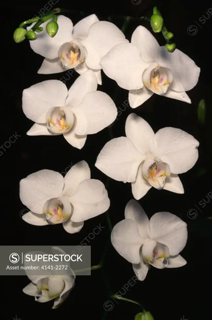 orchid flowers phalaenopsis aphrodite the philippines 