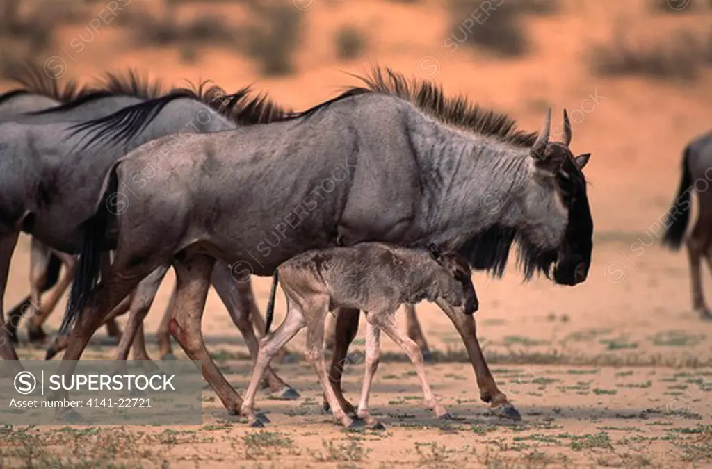 wildebeest or brindled gnu connochaetes taurinus with young kalahari, southern africa