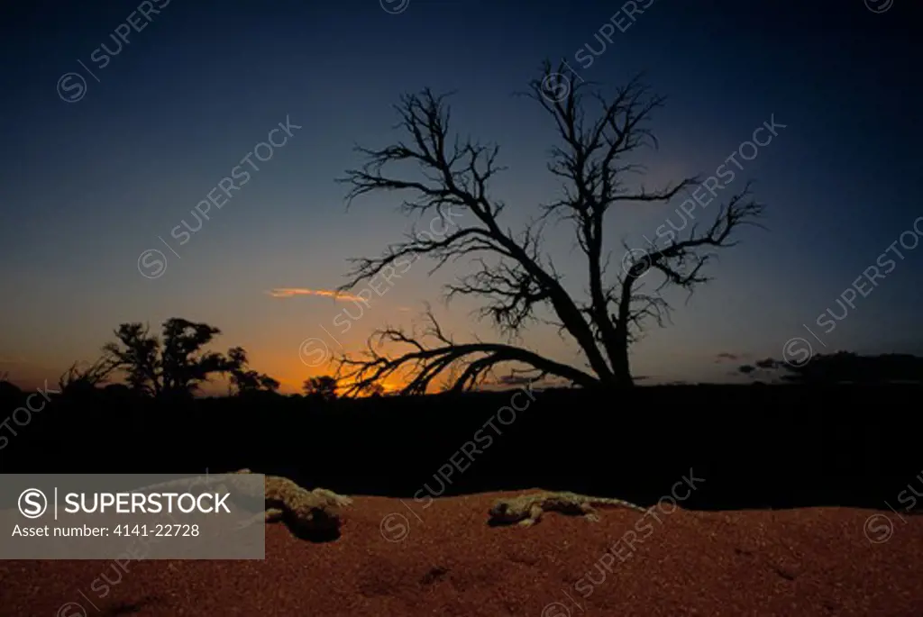 whistling geckos ptenopus garrulus emerging from burrows at dusk, kalahari.