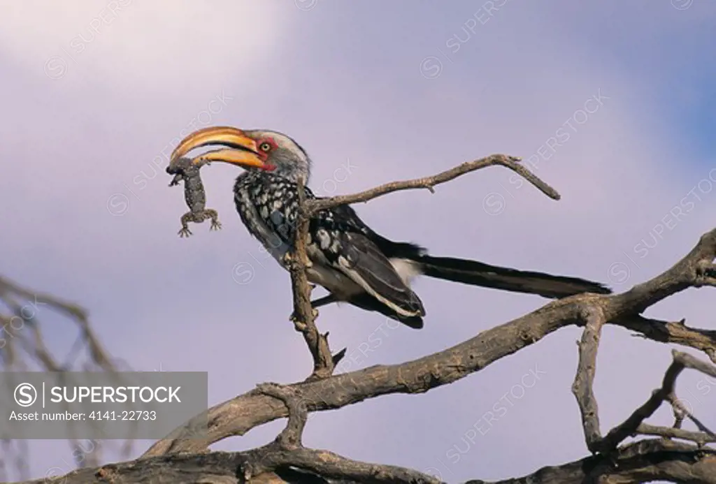 southern yellowbilled hornbill tockus leucomelas holding bibron's gecko prey. kalahari, southern africa.