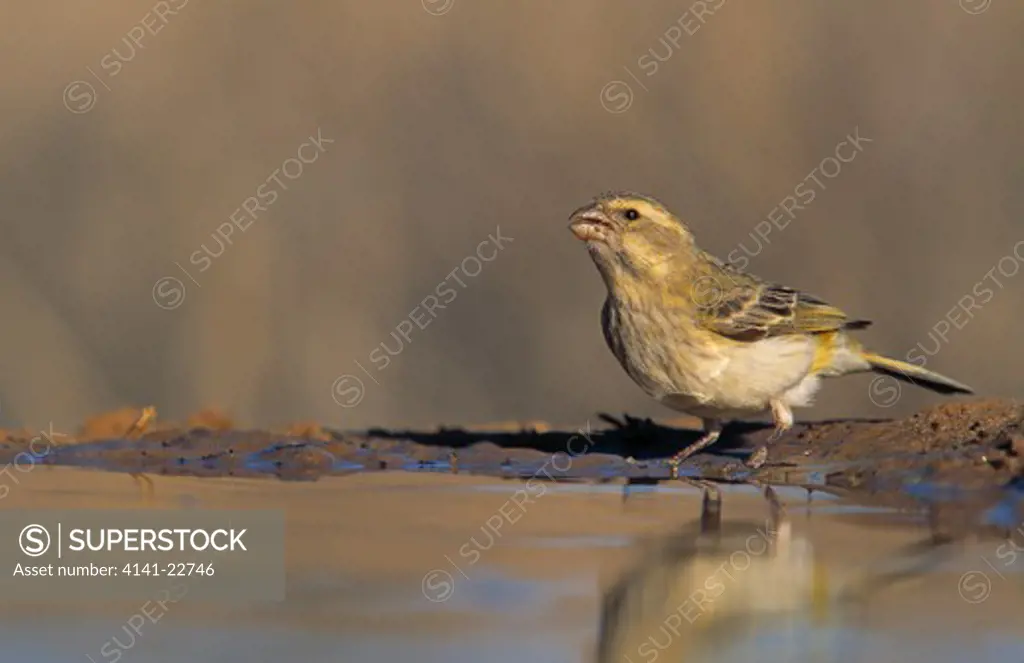 yellow canary female at water serinus flaviventris kalahari 
