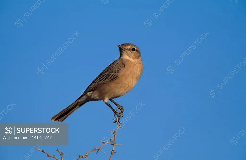 chat flycatcher on tip of tree bradornis infuscatus kalahari, southern africa