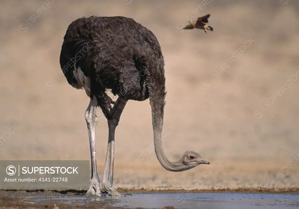 ostrich struthio camelus drinking at waterhole, kalahari, africa 