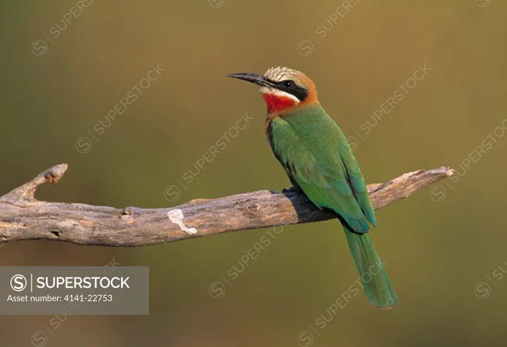 white-fronted bee-eater merops bullockoides on branch