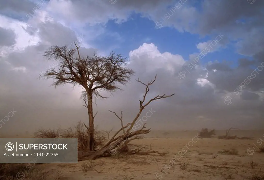dust storm & camelthorn acacia kalahari, southern africa 